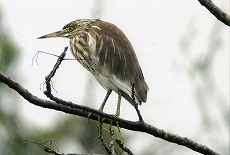 �ʐ^�F�A�J�K�V���T�M