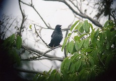 �ʐ^�F�n�b�J�`���E