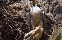 �ʐ^�F�n���u�T