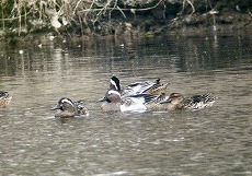 �ʐ^�F�V�}�A�W