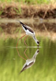 �ʐ^�F�Z�C�^�J�V�M