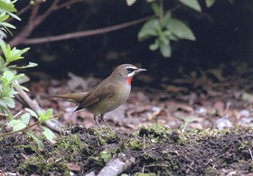 �ʐ^�F�m�S�}