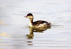 �ʐ^�F�~�~�J�C�c�u��