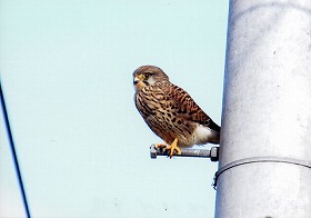 �ʐ^�F�`���E�Q���{�E