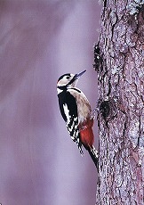 �ʐ^�F�A�J�Q��