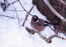 �ʐ^�F�J�P�X