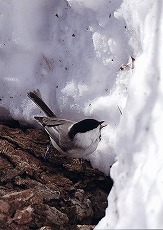 �ʐ^�F�R�K��