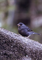 �ʐ^�F�N���W